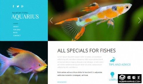 蓝色观赏鱼水族馆响应式网页模板
