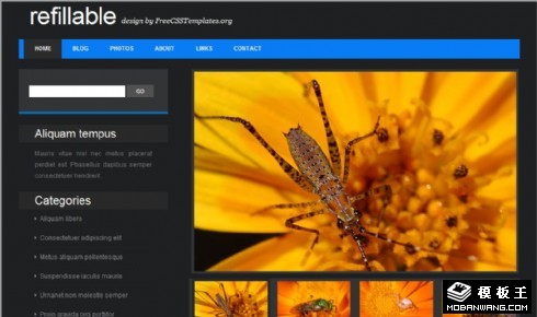 灰色昆虫信息网页模板