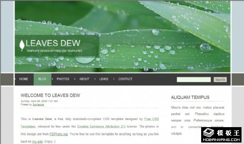 绿叶露水主题BLOG网页模板