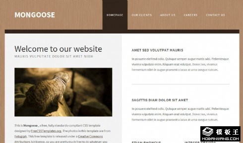 猫鼬纹理信息网页模板