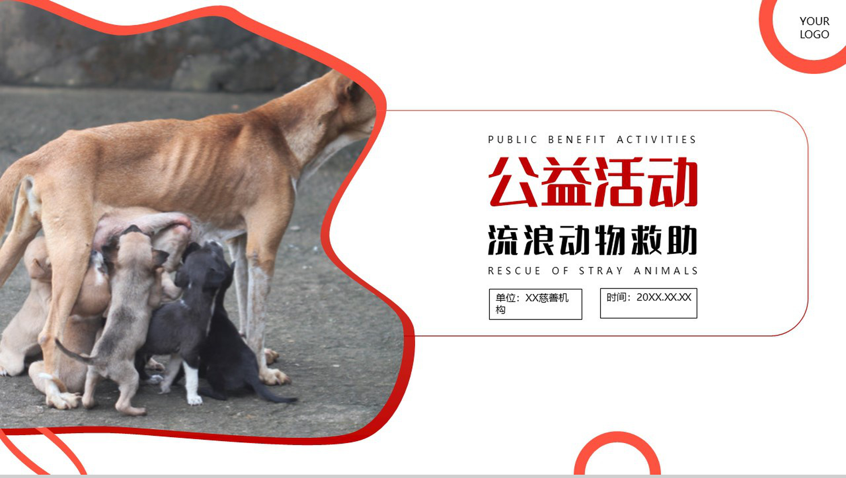 橙色爱心活动救助流浪动物公益活动策划方案步骤PPT模板