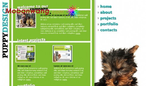 puppy设计公司网页模板