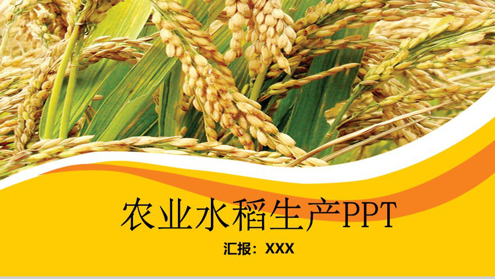 金黄色农业水稻生产PPT模板