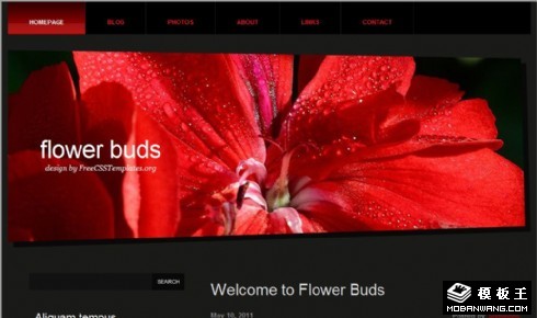 红色花蕾网页模板