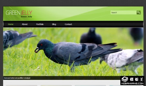 绿色鸟类信息网页模板