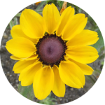 MesaExif For Mac v2.4.21 图片Exif信息修改处理工具