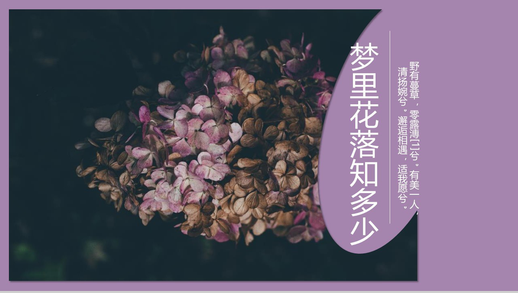 欧美大气杂志风梦里花落知多少PPT模板