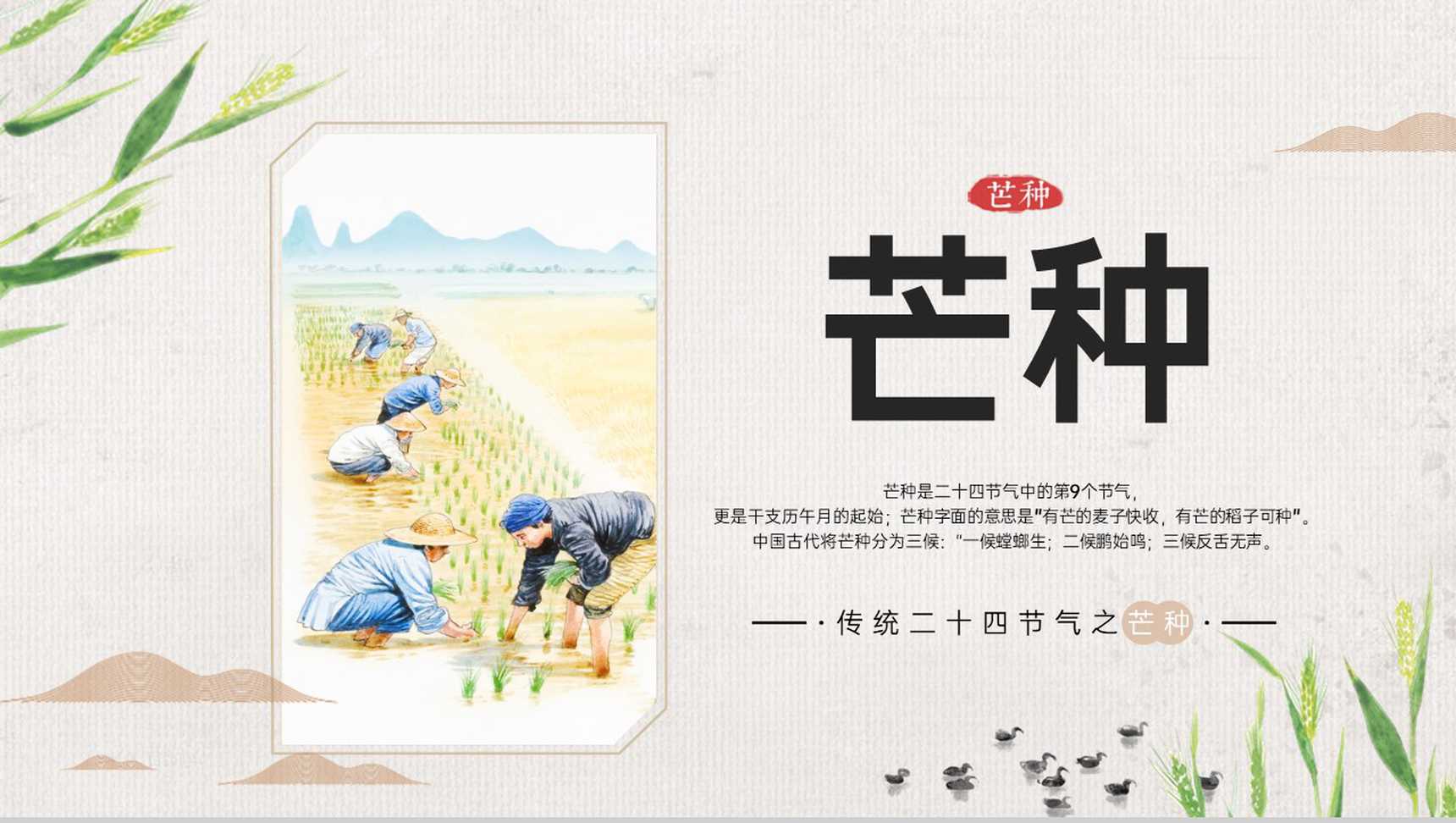 灰色卡通风二十四节气之芒种由来简介通用PPT模板