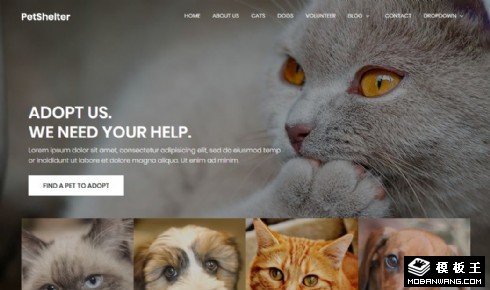 动物收养中心响应式网站模板