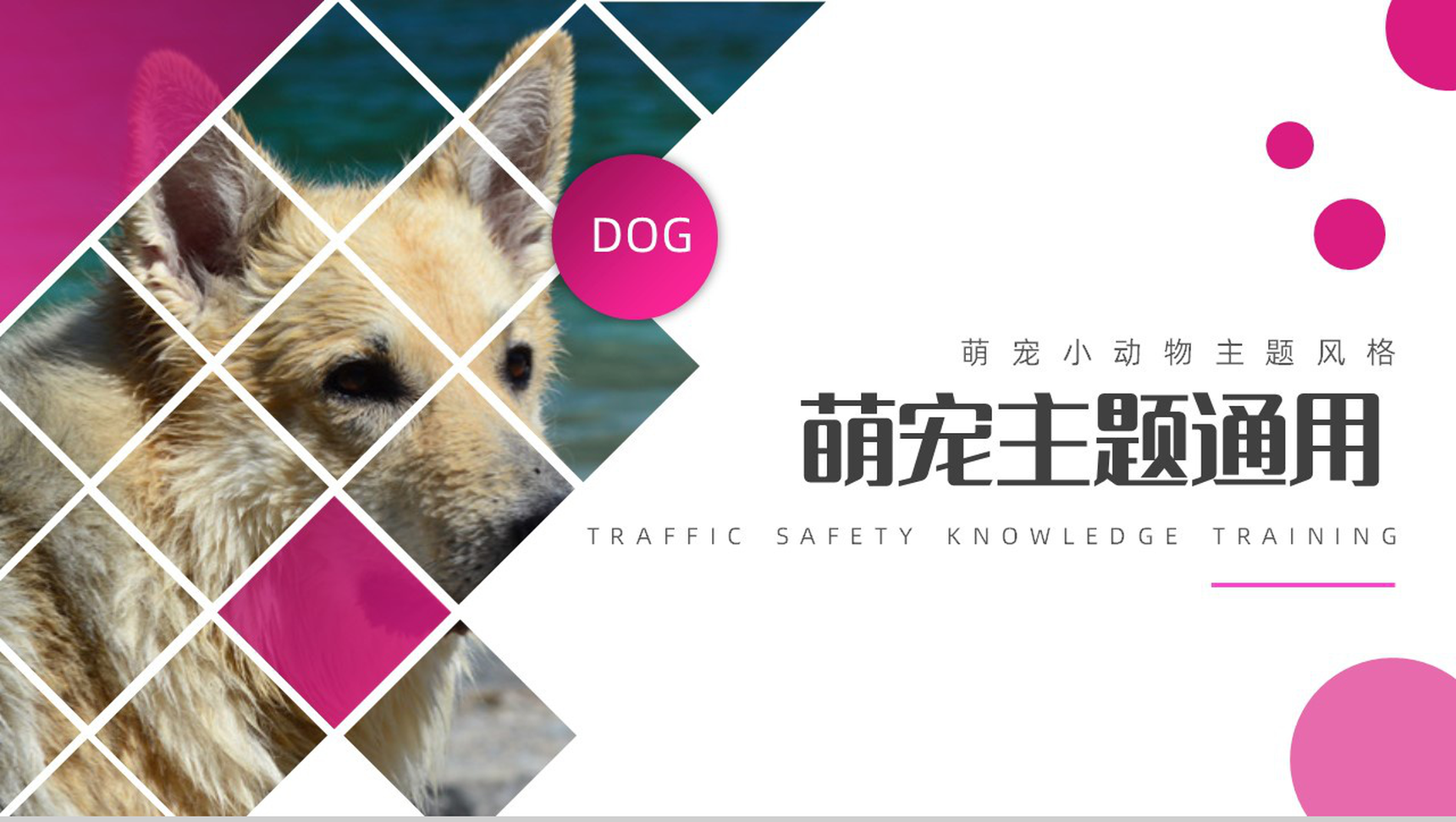 萌宠小动物主题风格PPT模板