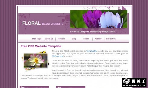 紫色鲜花介绍网页模板