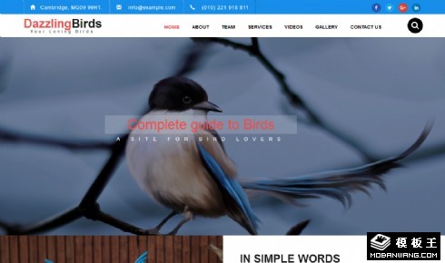 鸟类保护公益组织响应式网页模板
