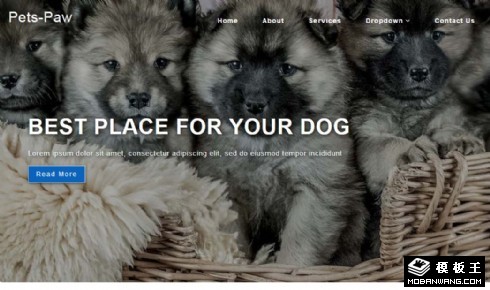 宠物生活乐园展示响应式网站模板