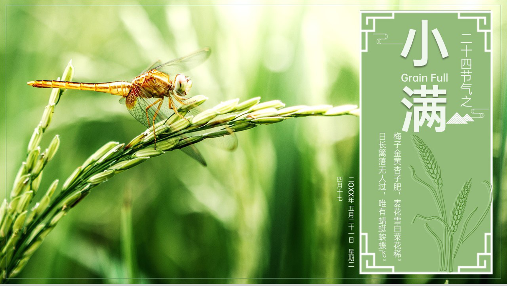 绿色自然风二十四节气小满由来习俗介绍PPT模板