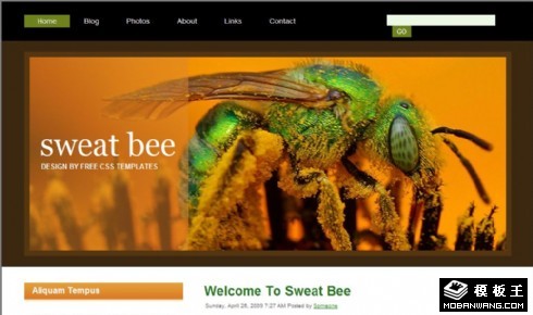 汗蜂昆虫主题BLOG网页模板