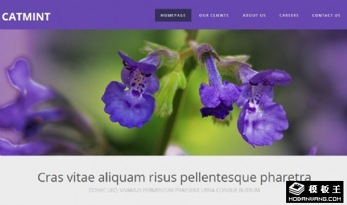 猫薄荷紫蓝色网页模板